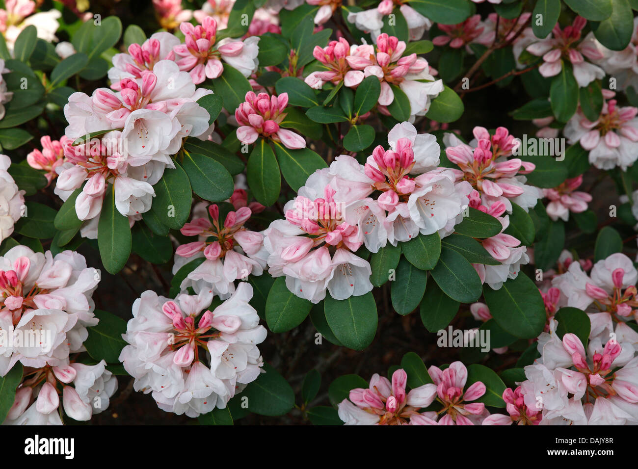 'Silver Giubileo " varietà di rododendro (Rhododendron hybrid 'Silver Giubileo') cultivar, fioritura Foto Stock