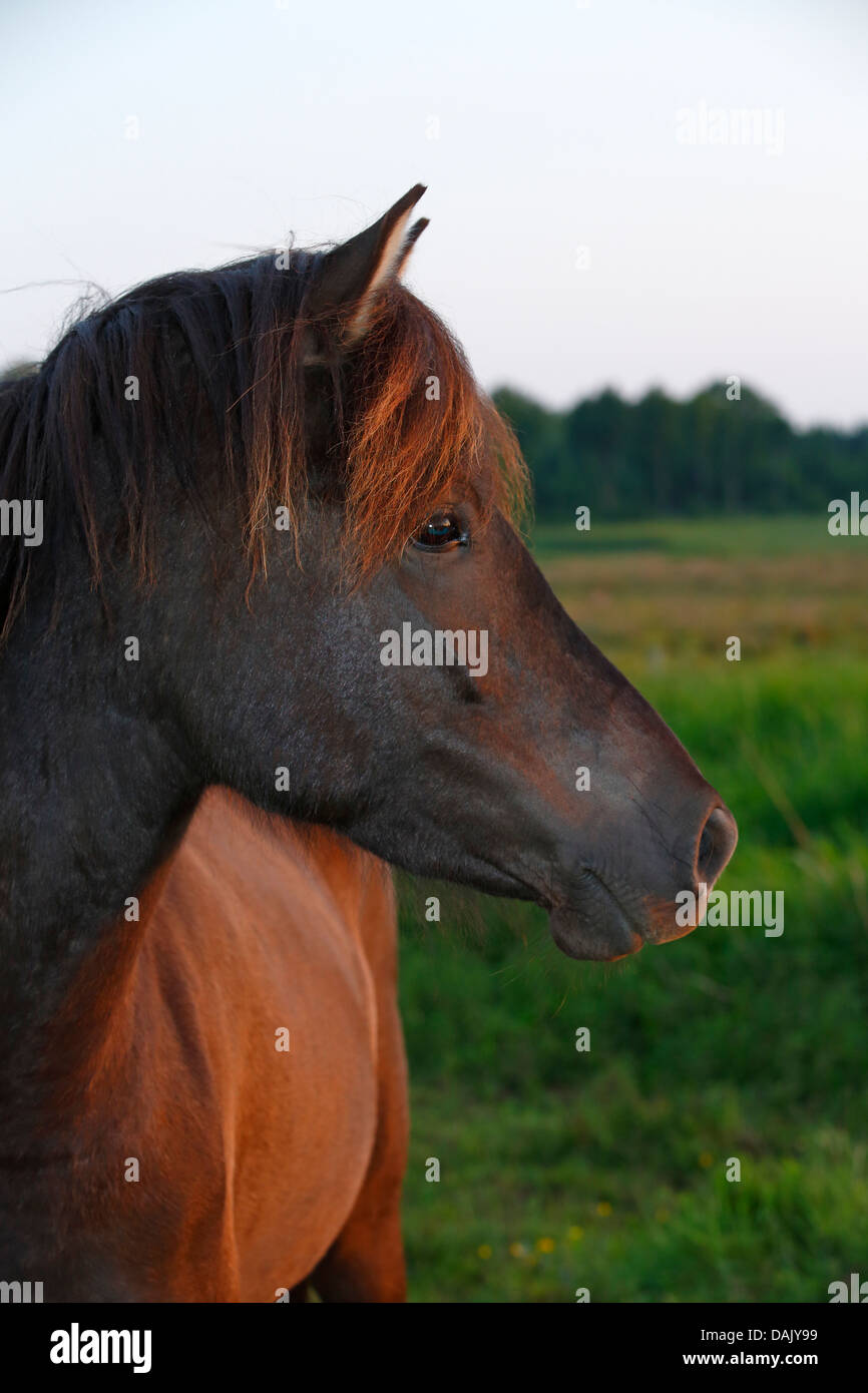 Cavallo islandese nell'ultima luce della sera Foto Stock