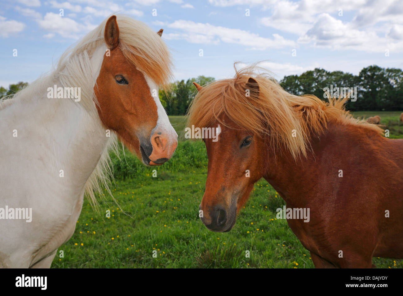 Cavalli islandesi, ritratto Foto Stock