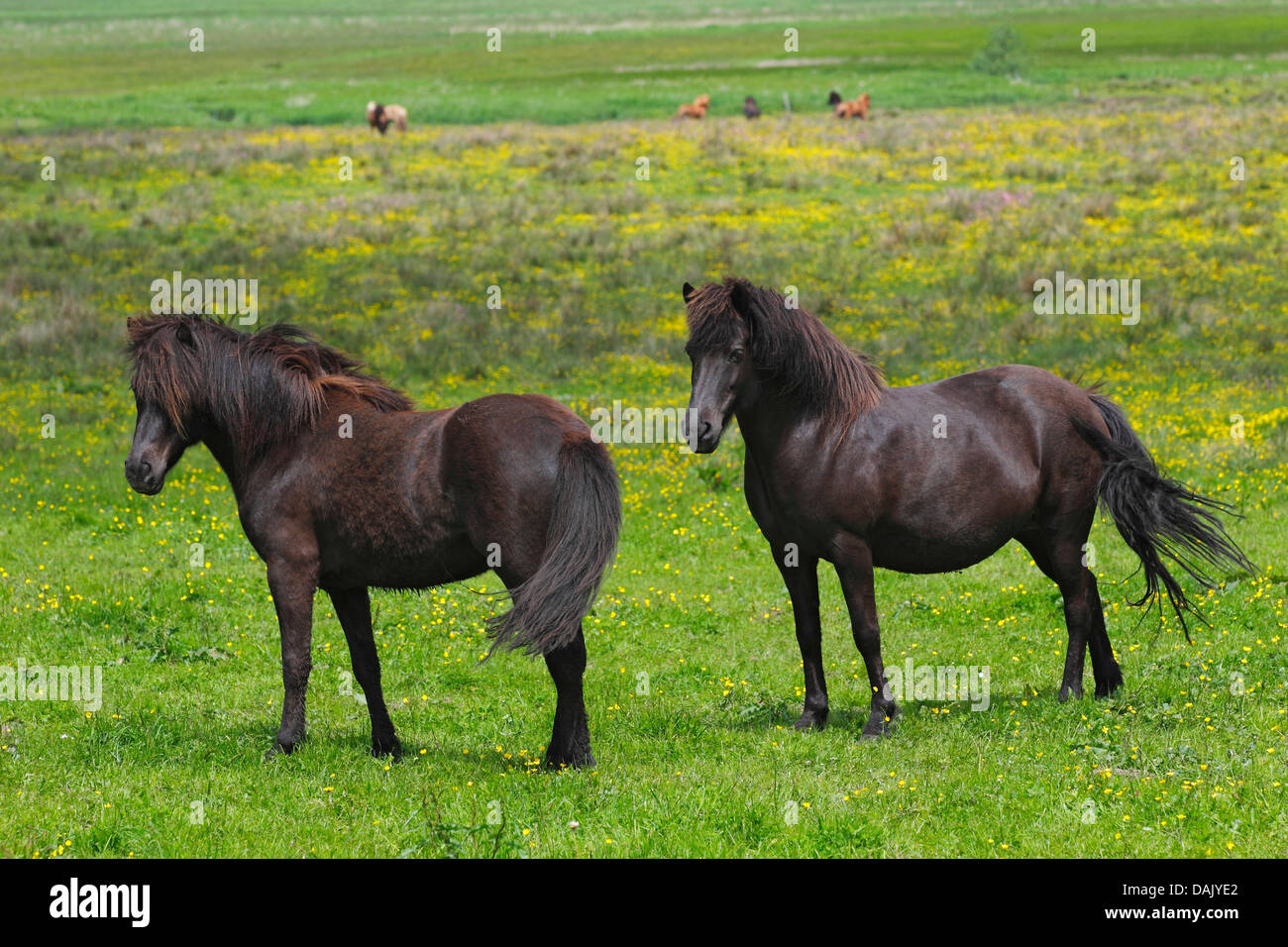 Cavalli islandesi in piedi su un pascolo Foto Stock