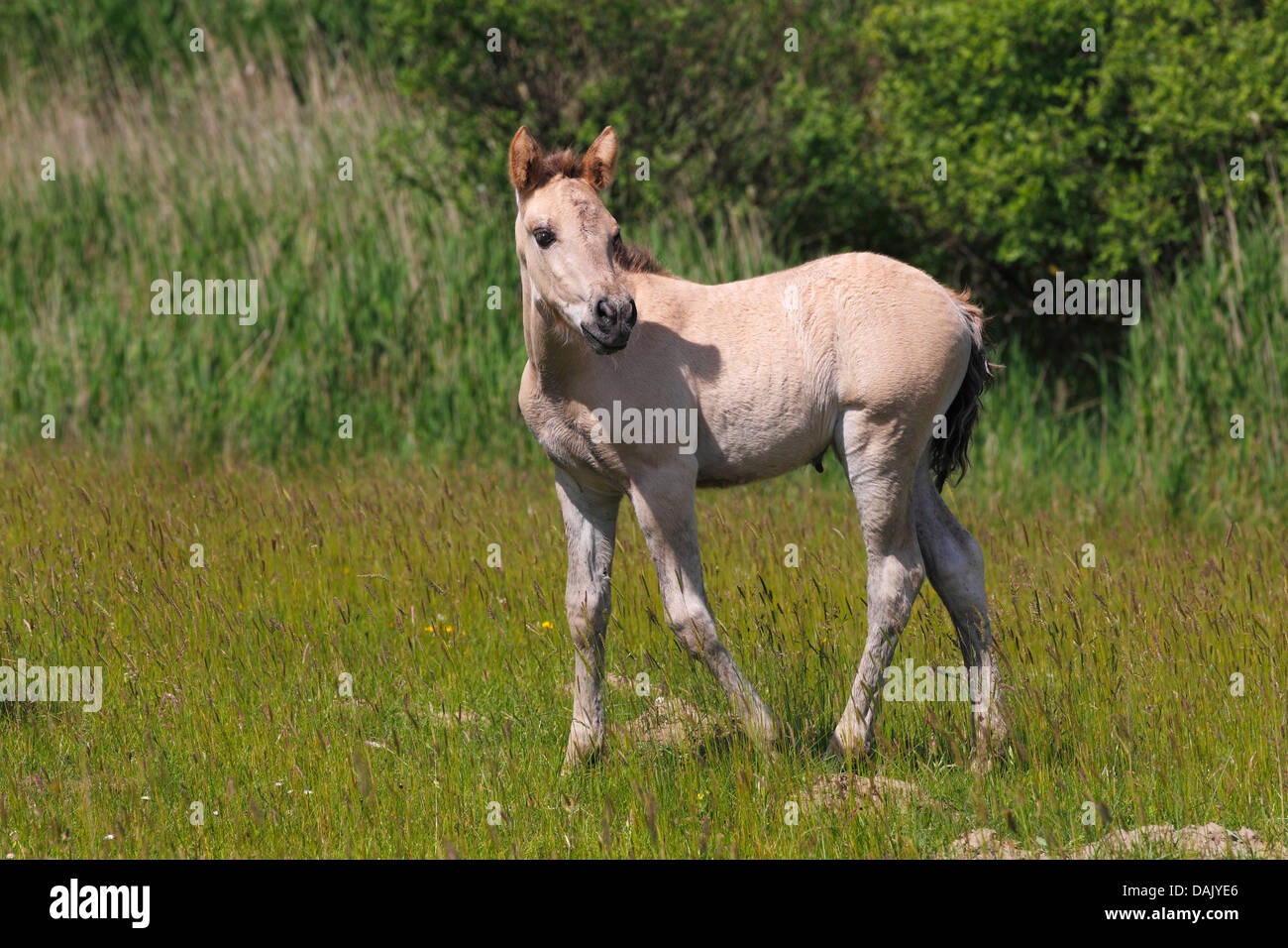 Puledro, cavalli Konik o Polacco cavallo primitivo, allevamento Tarpan indietro (przewalskii Equus caballus f) Foto Stock