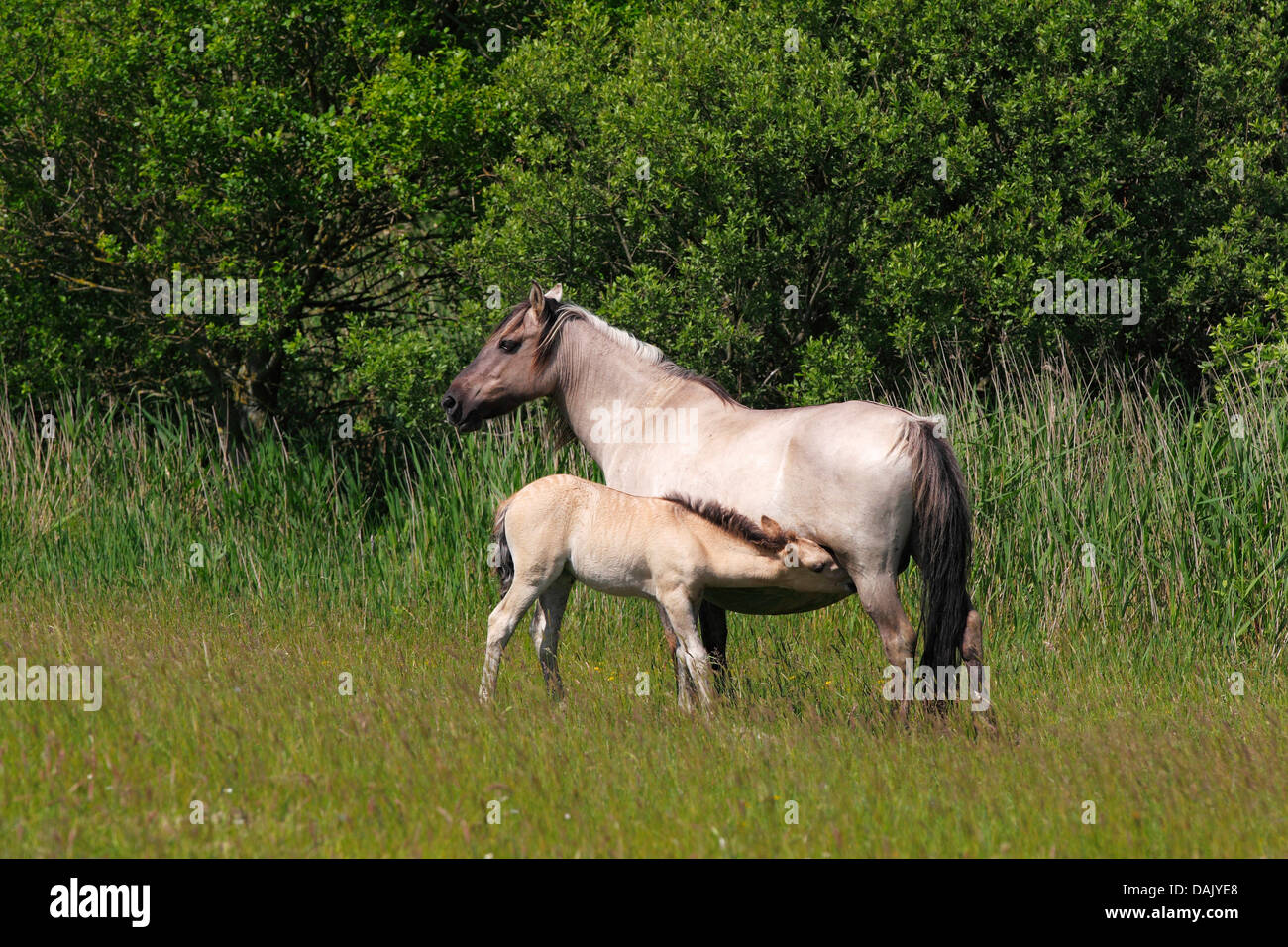 Mare il lattante puledro, cavalli Konik o Polacco cavallo primitivo, allevamento Tarpan indietro (przewalskii Equus caballus f) Foto Stock