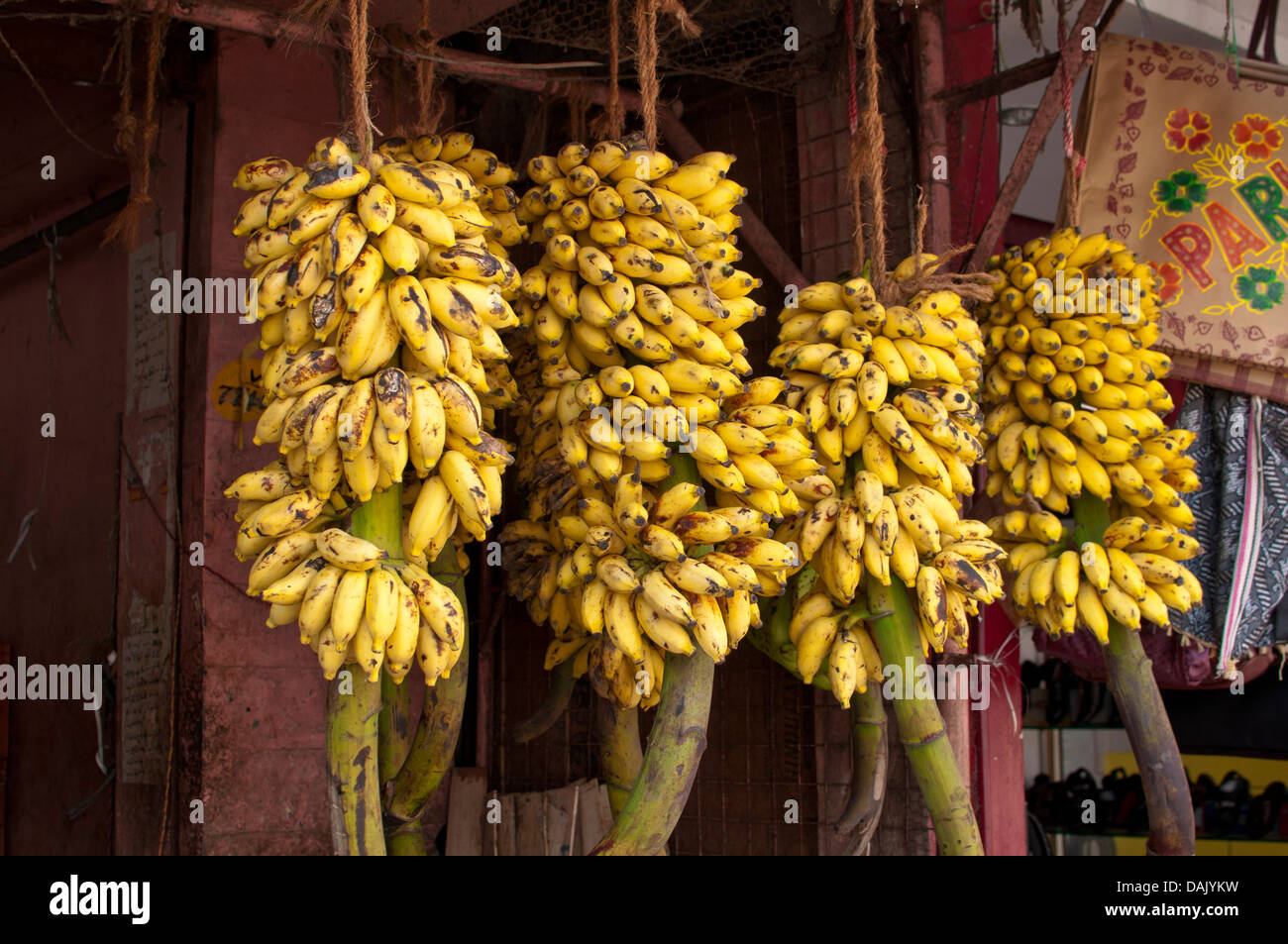 Banane, i cluster di banana Foto Stock