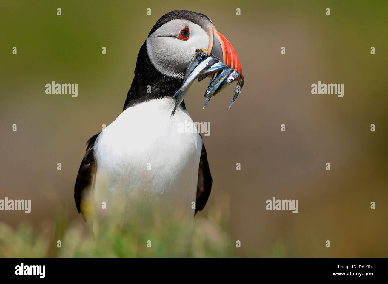 Atlantic Puffin (Fratercula arctica) con pesce nel becco Foto Stock