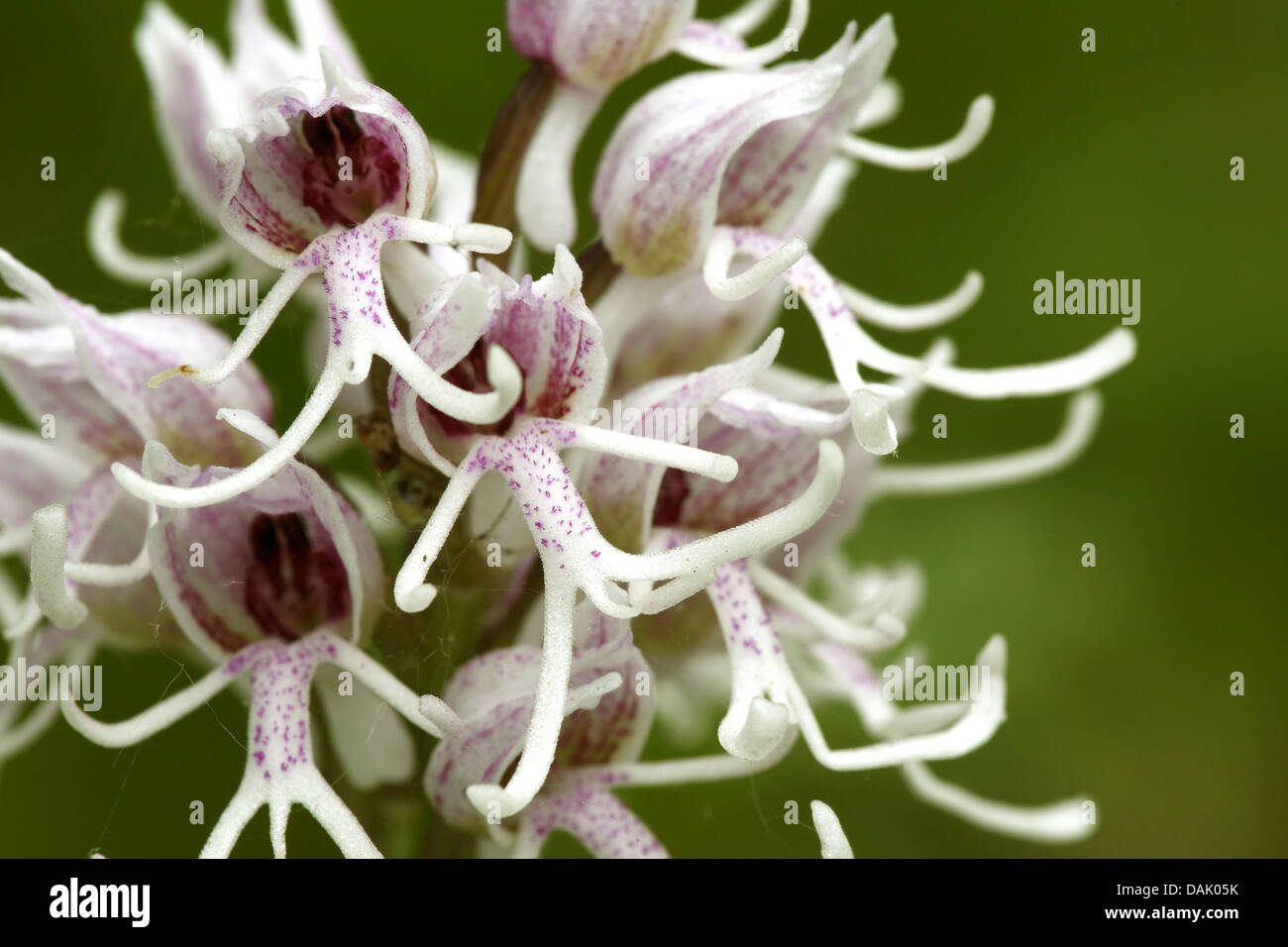 Orchide omiciattolo (Orchis simia), fiori, Paesi Bassi Limburg Foto Stock