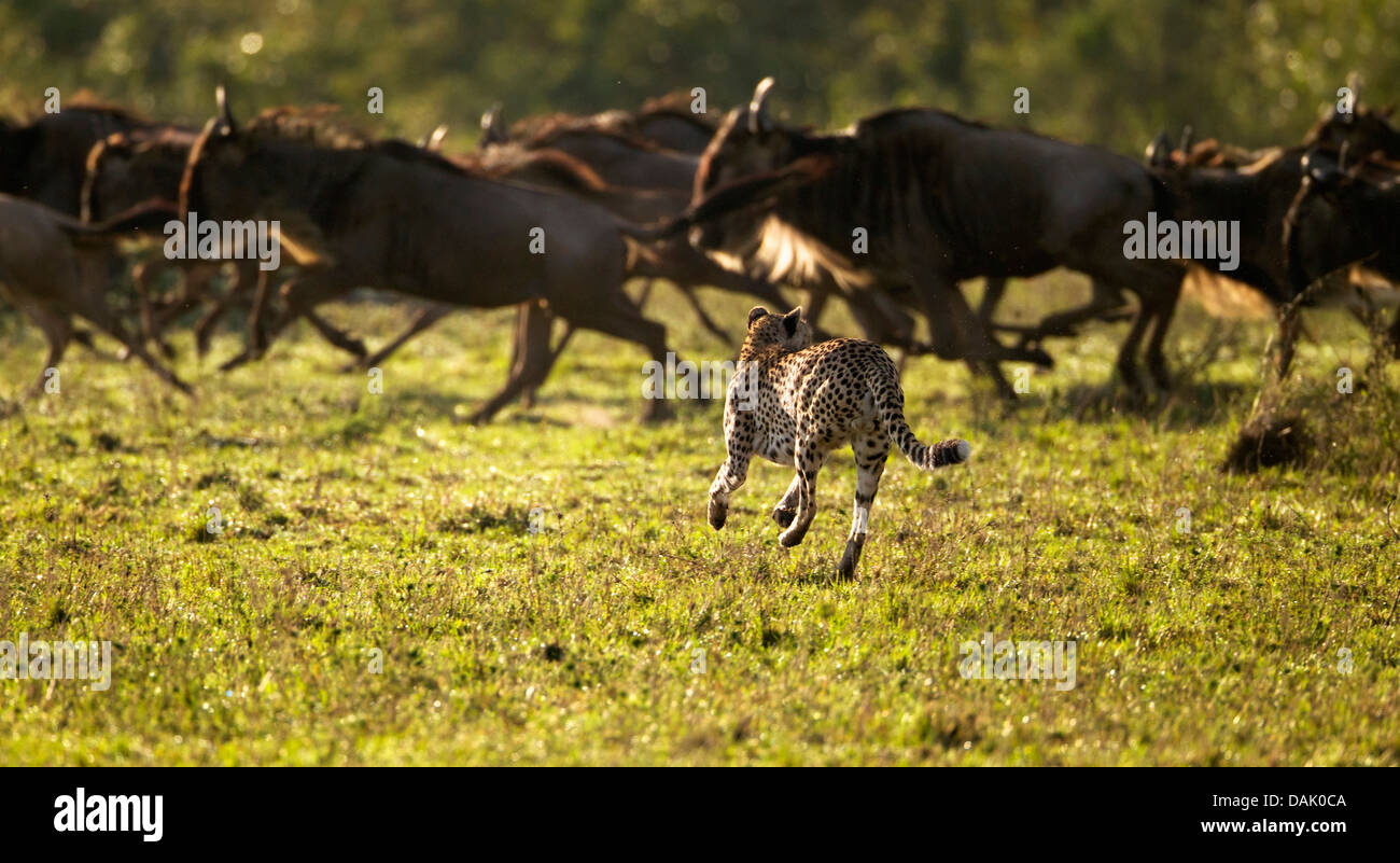 Ghepardo (Acinonyx jubatus) blu a caccia di GNU (Connochaetes taurinus) Foto Stock