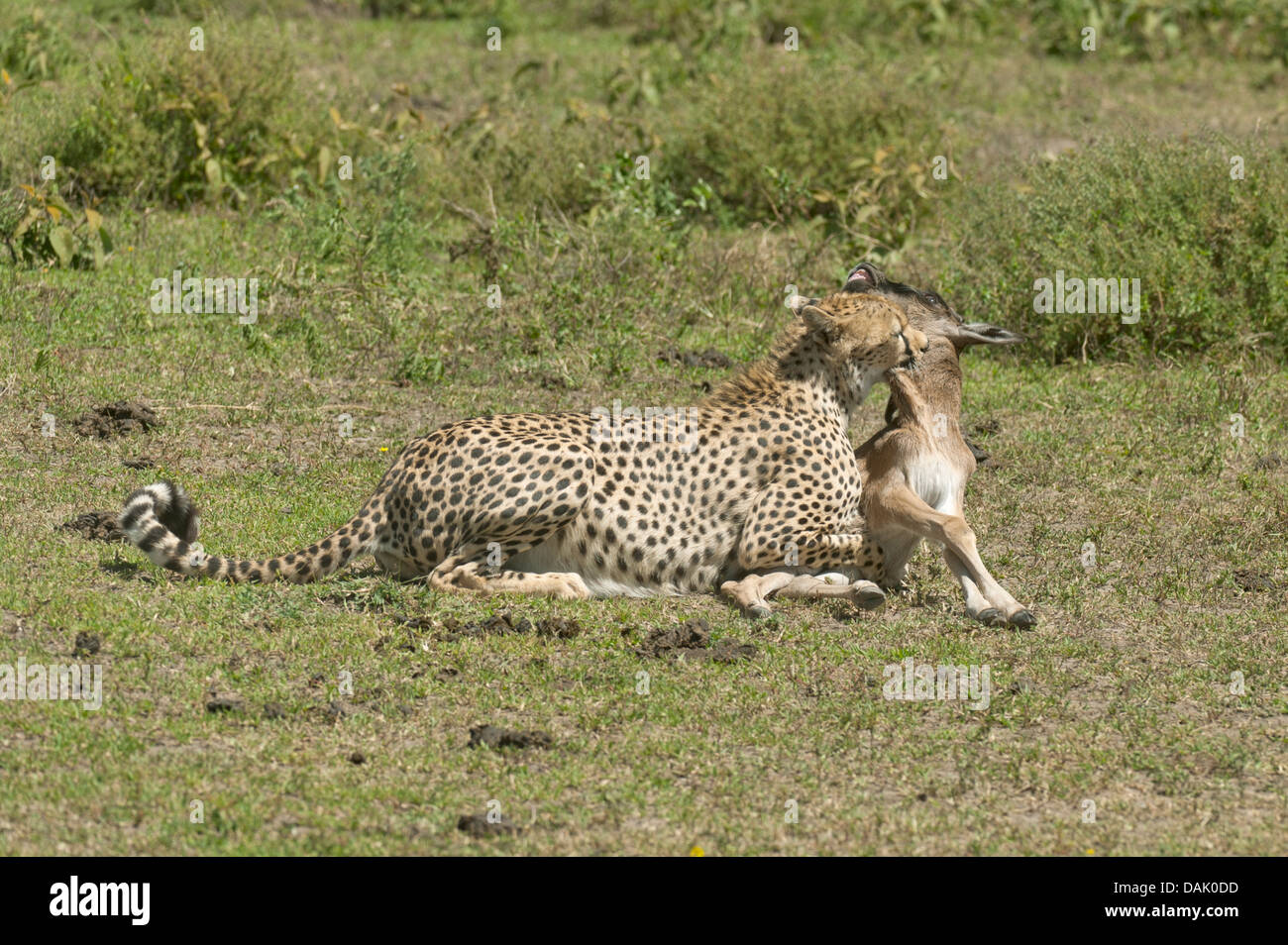 Ghepardo (Acinonyx jubatus) uccidendo un blu Gnu (Connochaetes taurinus) vitello da mordere la sua gola Foto Stock