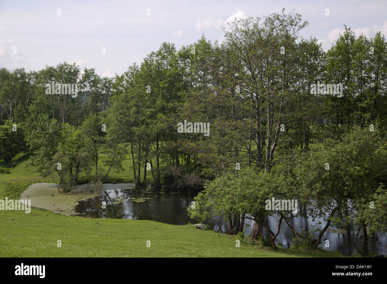 Verde paesaggio - campo e alberi da un laghetto Foto Stock