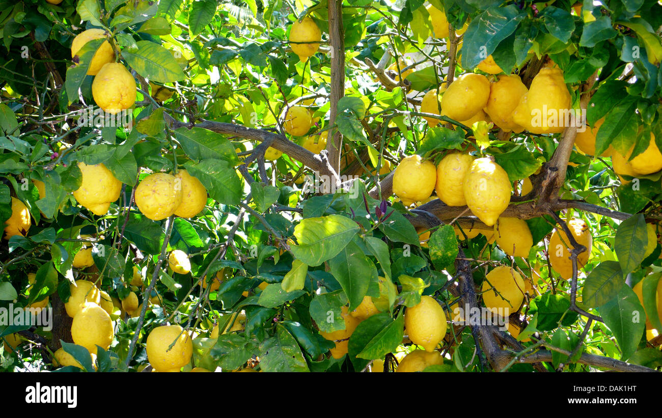 Limone (Citrus limon), Lemon Tree con limoni maturi, Spagna, Balearen, Maiorca Foto Stock