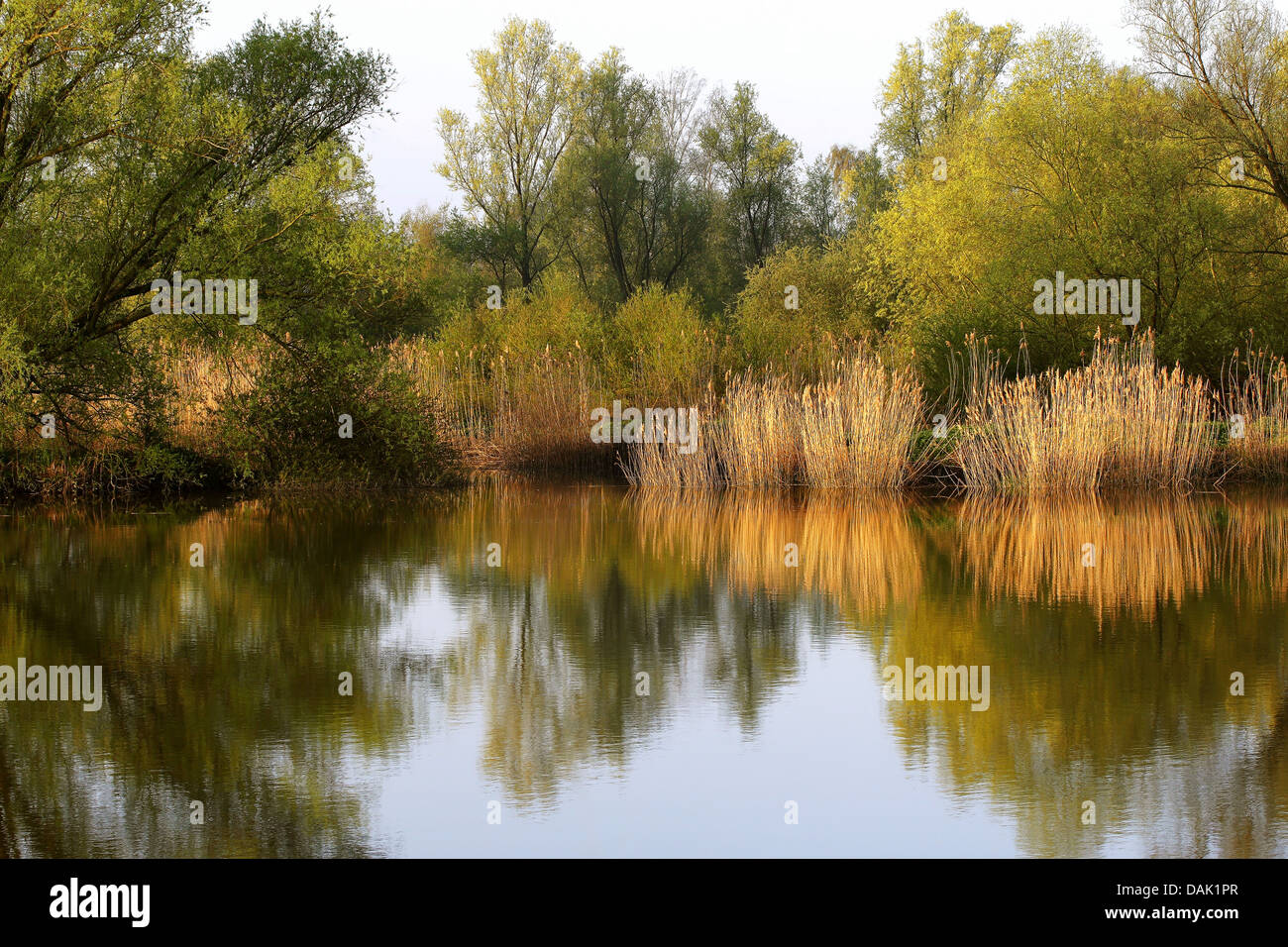 Tratto di acqua lungo il fiume Durme, Belgio Foto Stock