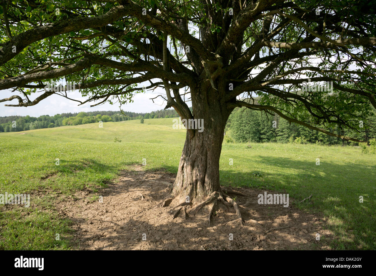 Vecchio albero in un campo, Polonia. Foto Stock