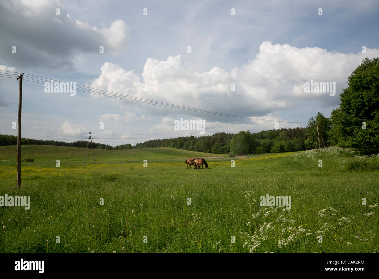 Cavalli al pascolo in un campo, Polonia. Foto Stock