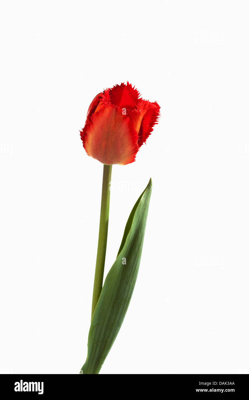 Red tulip flower contro uno sfondo bianco, close up Foto Stock