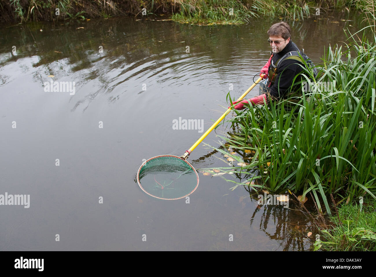 Electrofishing in un ruscello per scopi di ricerca, Germania Foto Stock