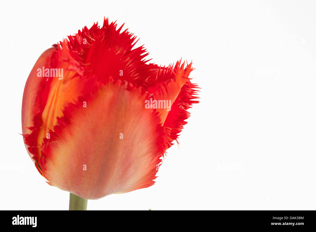 Red orlata tulip flower contro uno sfondo bianco, close up Foto Stock