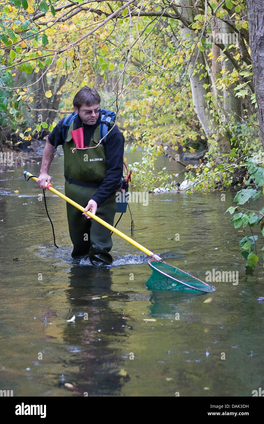 Electrofishing in un ruscello per scopi di ricerca, Germania Foto Stock