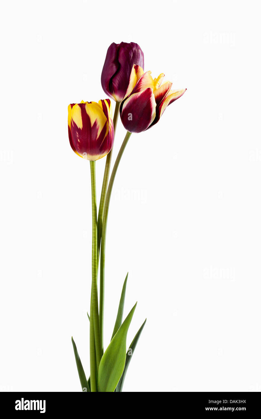 Il viola e il tulipano giallo fiori contro uno sfondo bianco, close up Foto Stock