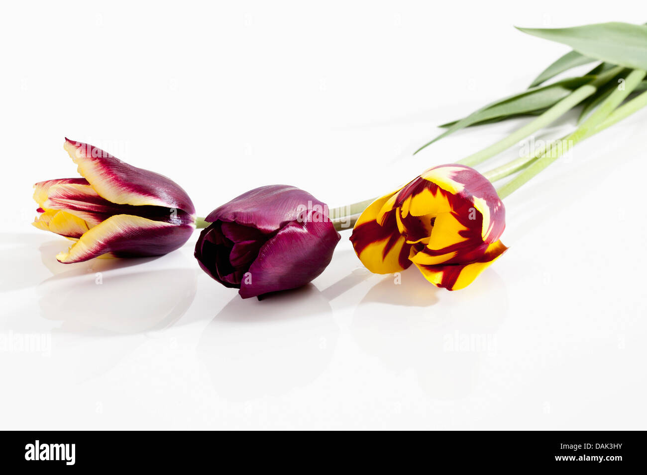 Il viola e il tulipano giallo Fiori su fondo bianco, close up Foto Stock