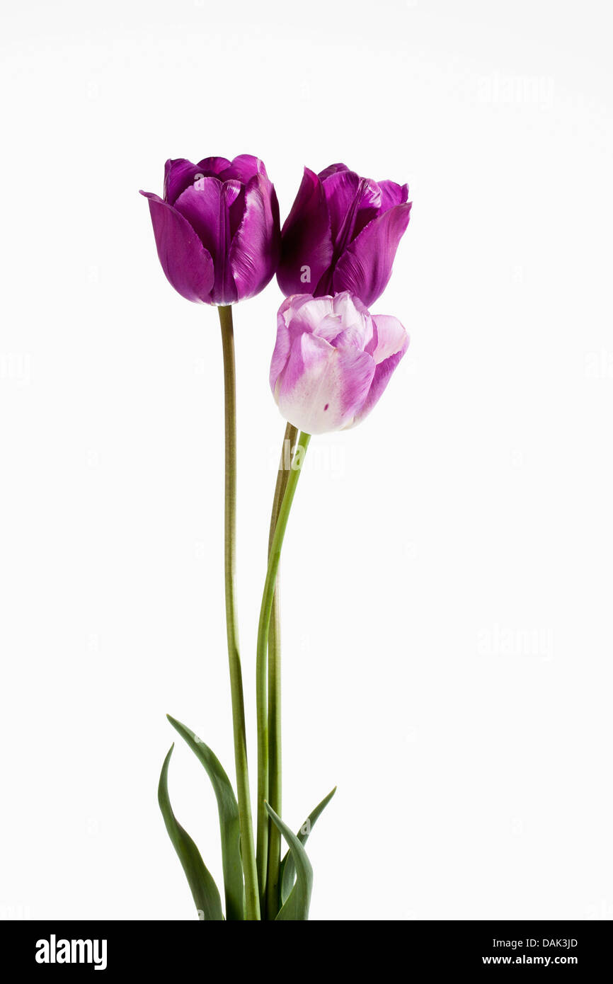 Violetta tulip fiori contro uno sfondo bianco, close up Foto Stock