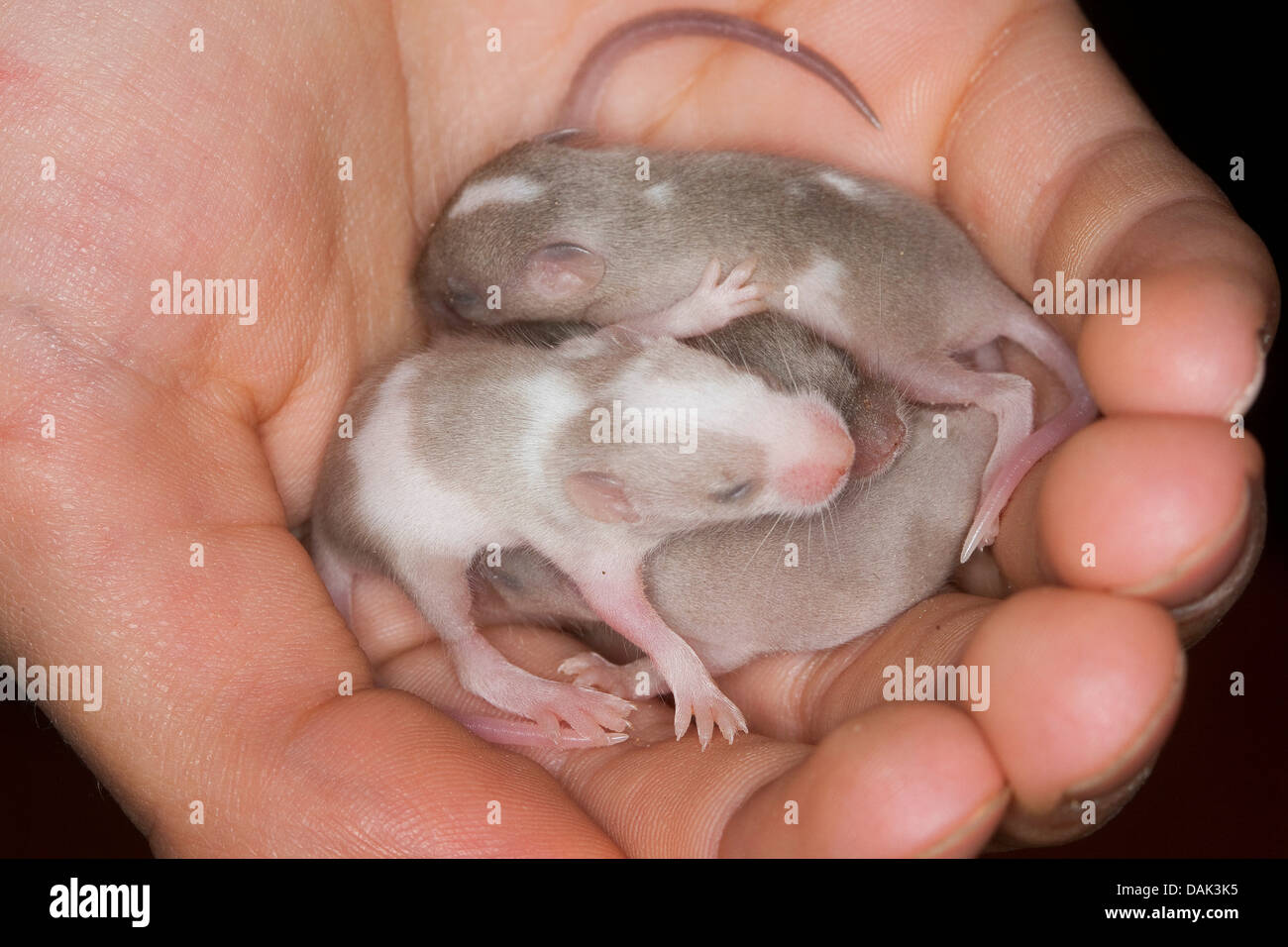 Fancy mouse (Mus musculus f. domestica), giovani topi in mano Foto Stock