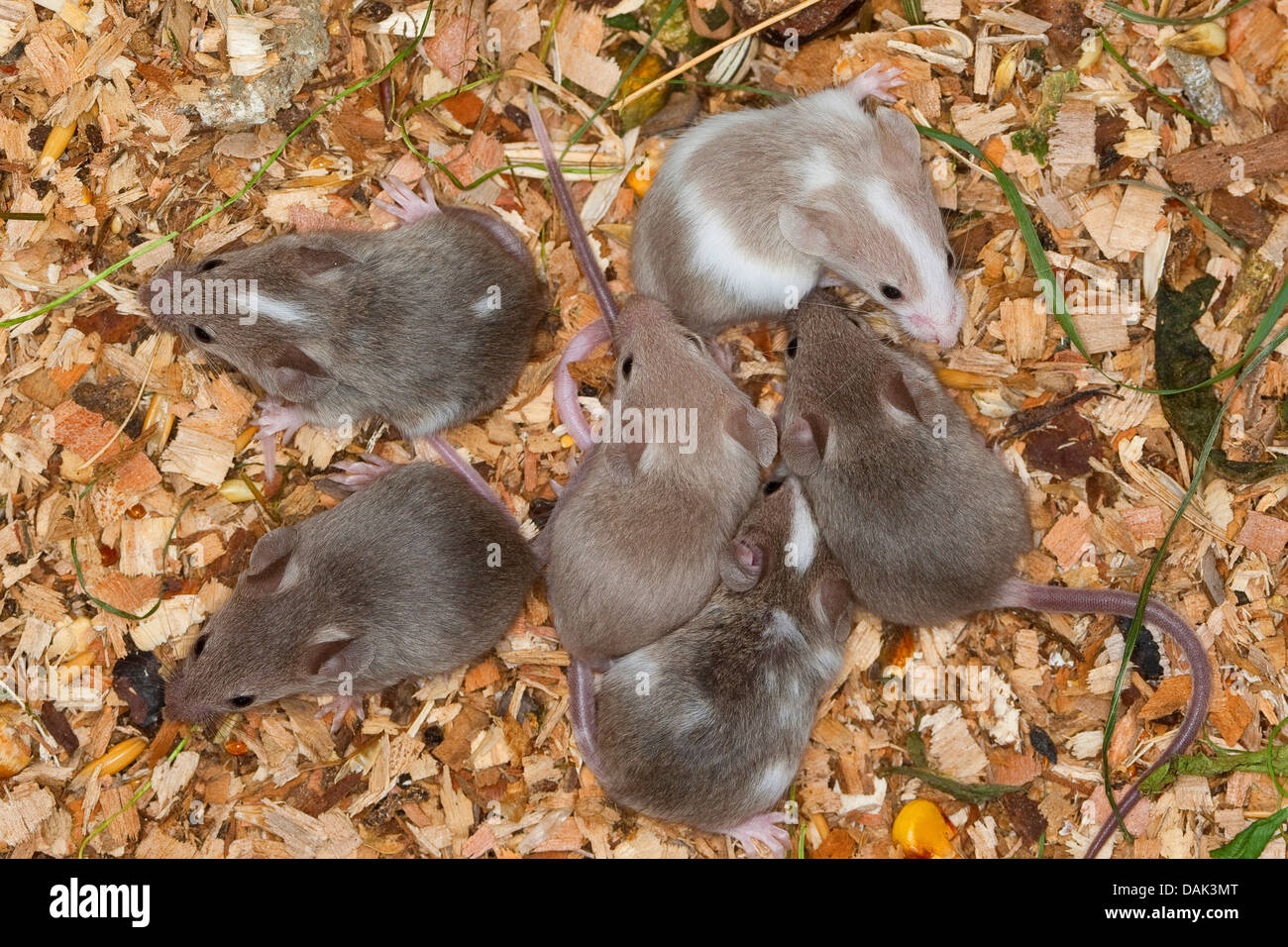 Fancy mouse (Mus musculus f. domestica), giovani topi nel nido Foto Stock