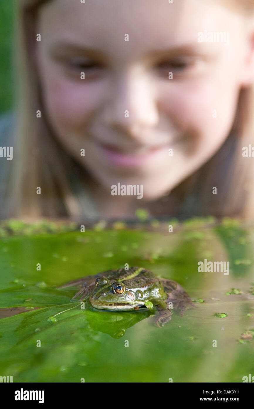 Unione rana verde, comune rana verde (Rana kl. esculenta, Rana esculenta, Pelophylax esculentus), bambino guardando una rana, Germania Foto Stock