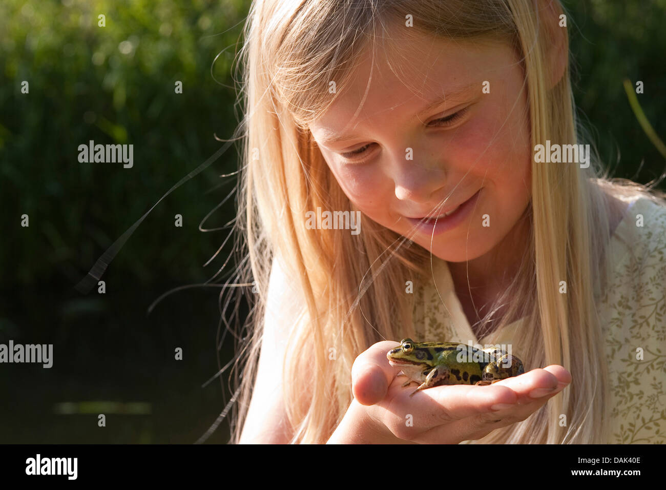 Unione rana verde, comune rana verde (Rana kl. esculenta, Rana esculenta, Pelophylax esculentus), ragazza con una rana in mano, Germania Foto Stock