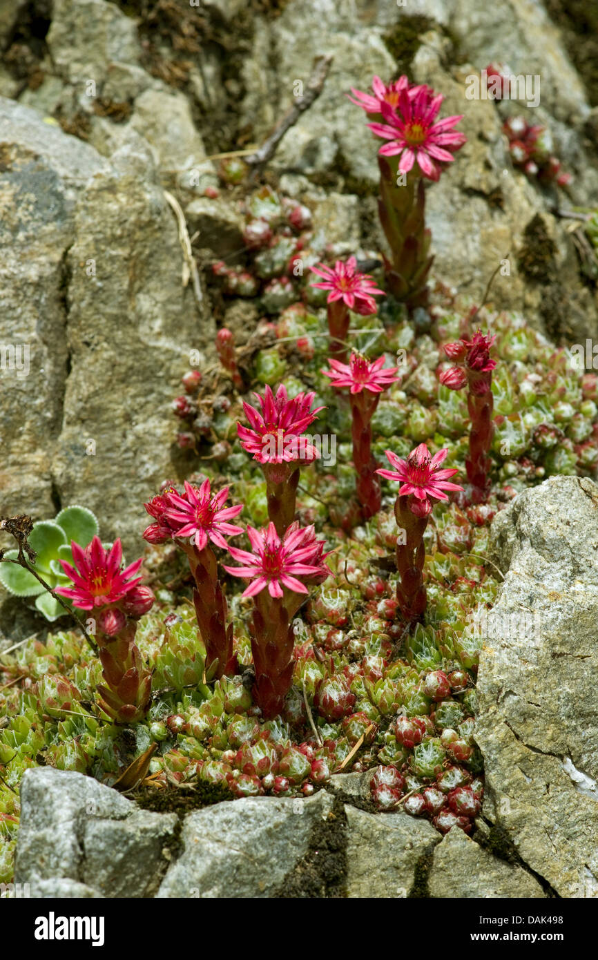 Ragnatela Casa Porro, ragnatela semprevivo (Sempervivum arachnoideum, Sedum arachnoideum), fioritura, Svizzera Foto Stock
