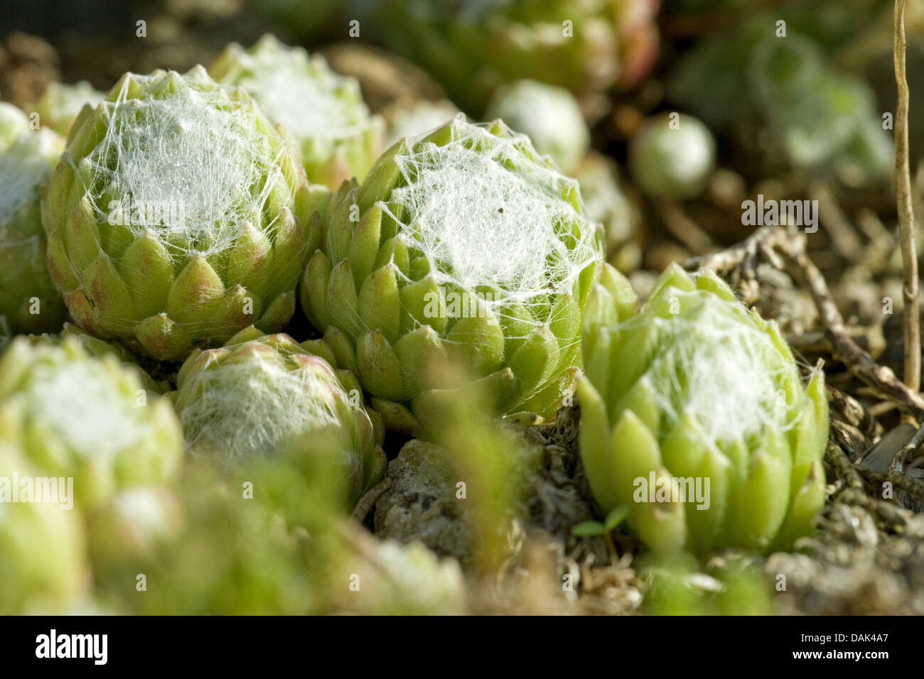 Ragnatela Casa Porro, ragnatela semprevivo (Sempervivum arachnoideum, Sedum arachnoideum), rosoni Foto Stock
