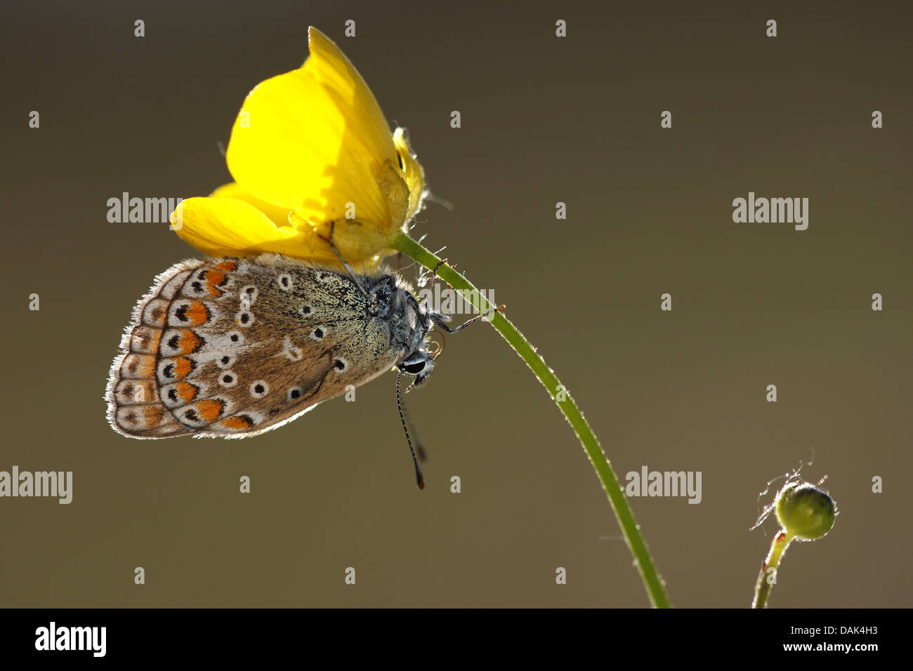 Brown argus (Aricia agestis), a buttercup flower, Paesi Bassi Foto Stock