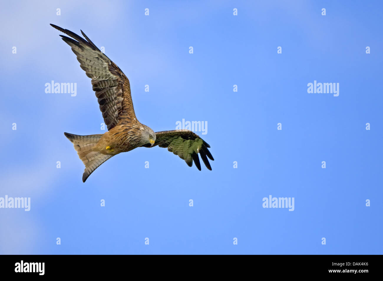 Nibbio reale (Milvus milvus), in volo, Belgio Foto Stock