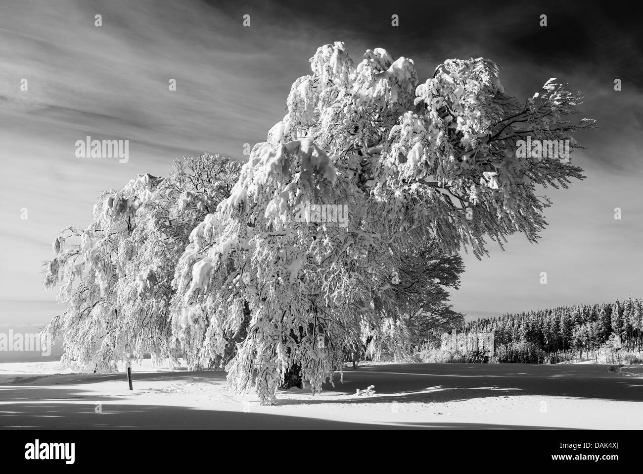 Germania, Baden Wuerttemberg, piegati dal vento faggi in inverno Foto Stock