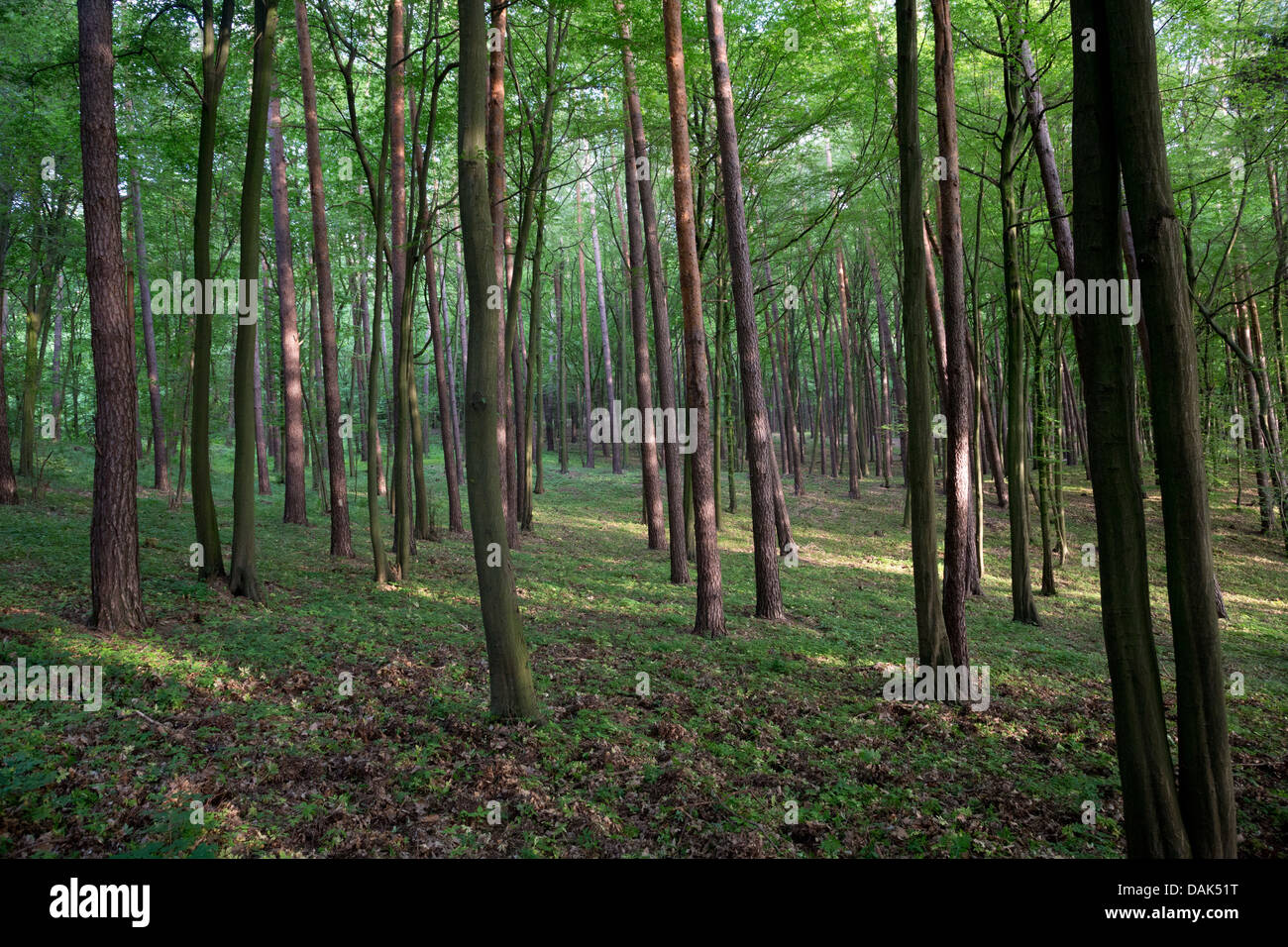 Bosco misto in Gorzniensko-Lidzbarski Landscape Park, Polonia. Foto Stock