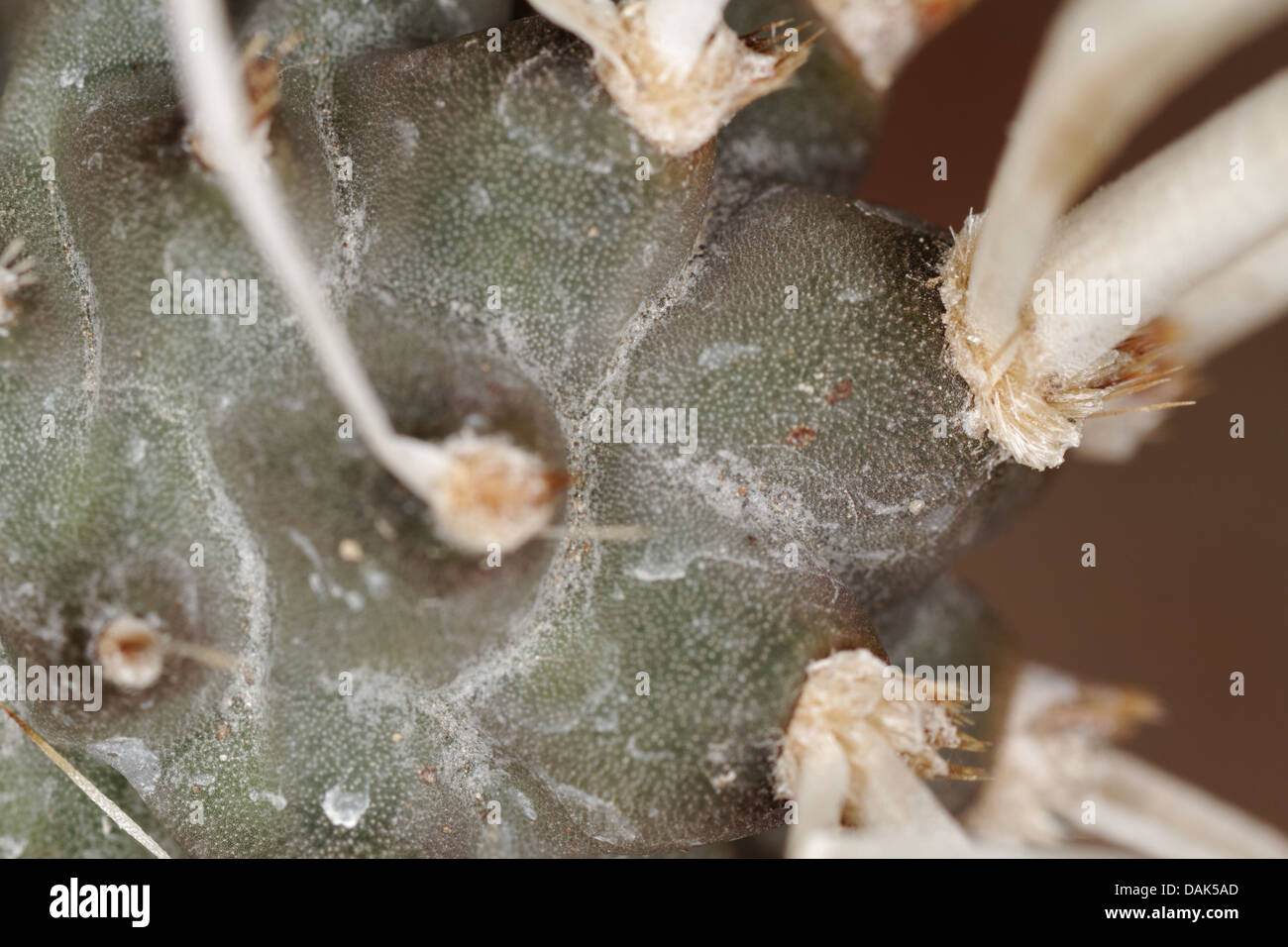 Carta-spined cactus, Tephrocactus articulatus papyracanthus Foto Stock