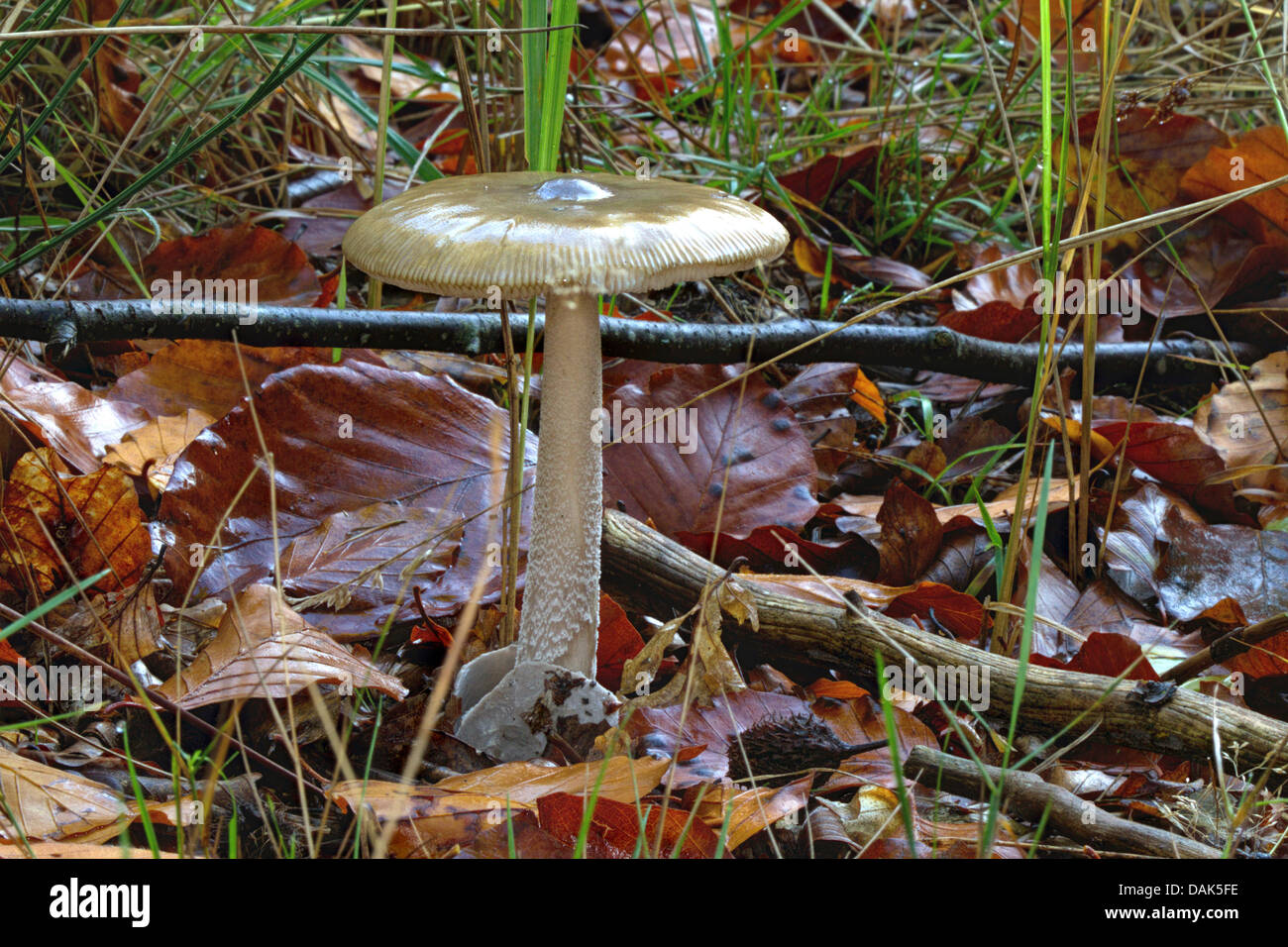 Fungo (Amanita submembranacea), singolo corpo fruttifero sul suolo della foresta, Germania, Meclemburgo-Pomerania Occidentale Foto Stock