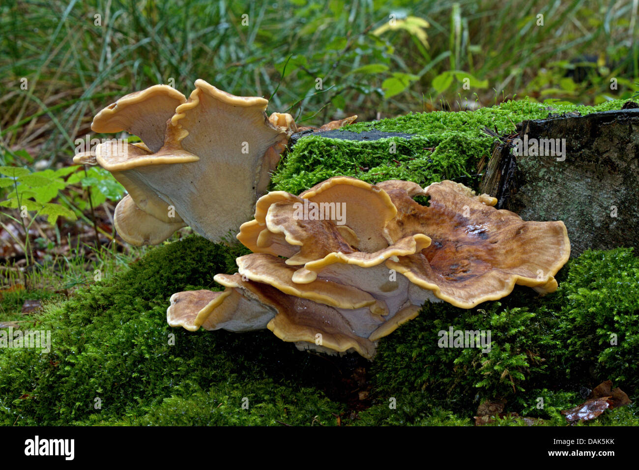 Della driade sella (Polyporus squamosus, Polyporus squamosus), due corpi fruttiferi su albero di muschio snag, Germania, Meclemburgo-Pomerania Occidentale Foto Stock