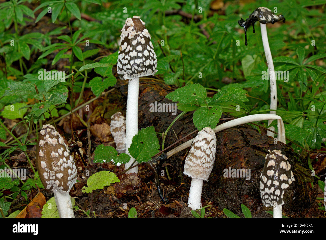 Gazza inkcap (Coprinus picaceus), sette corpi fruttiferi sul suolo della foresta, Germania, Meclemburgo-Pomerania Occidentale Foto Stock