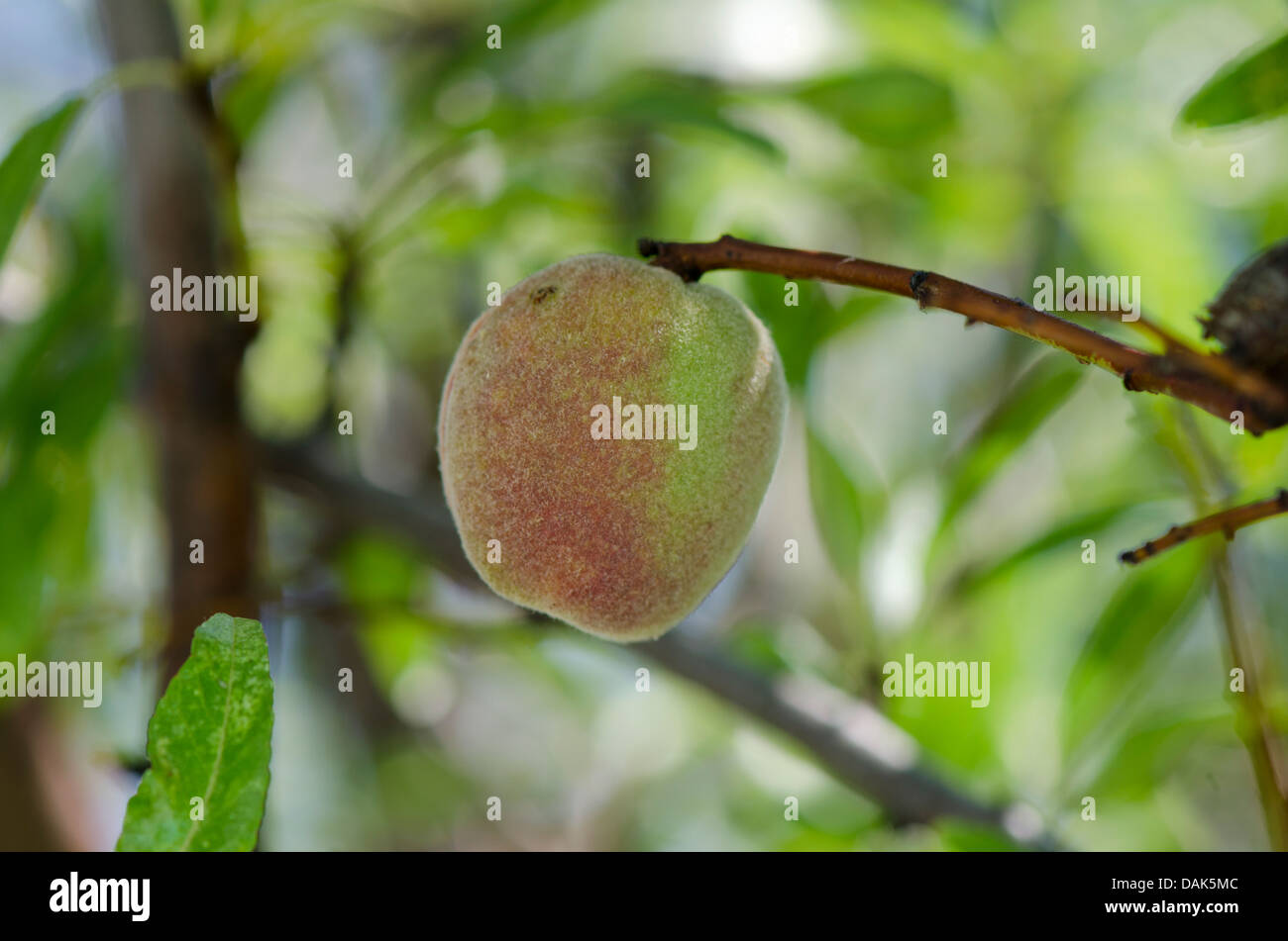 Frutta di mandorla giovane maturazione su albero in pelle. Andalusia, Spagna. Foto Stock