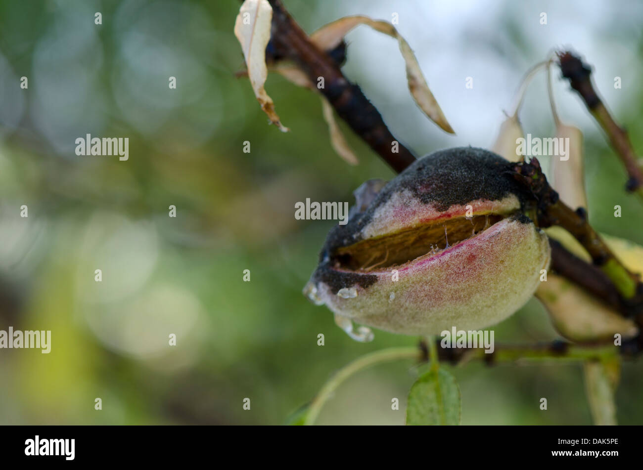 Frutta di mandorla giovane maturazione su albero in pelle. Andalusia, Spagna. Foto Stock