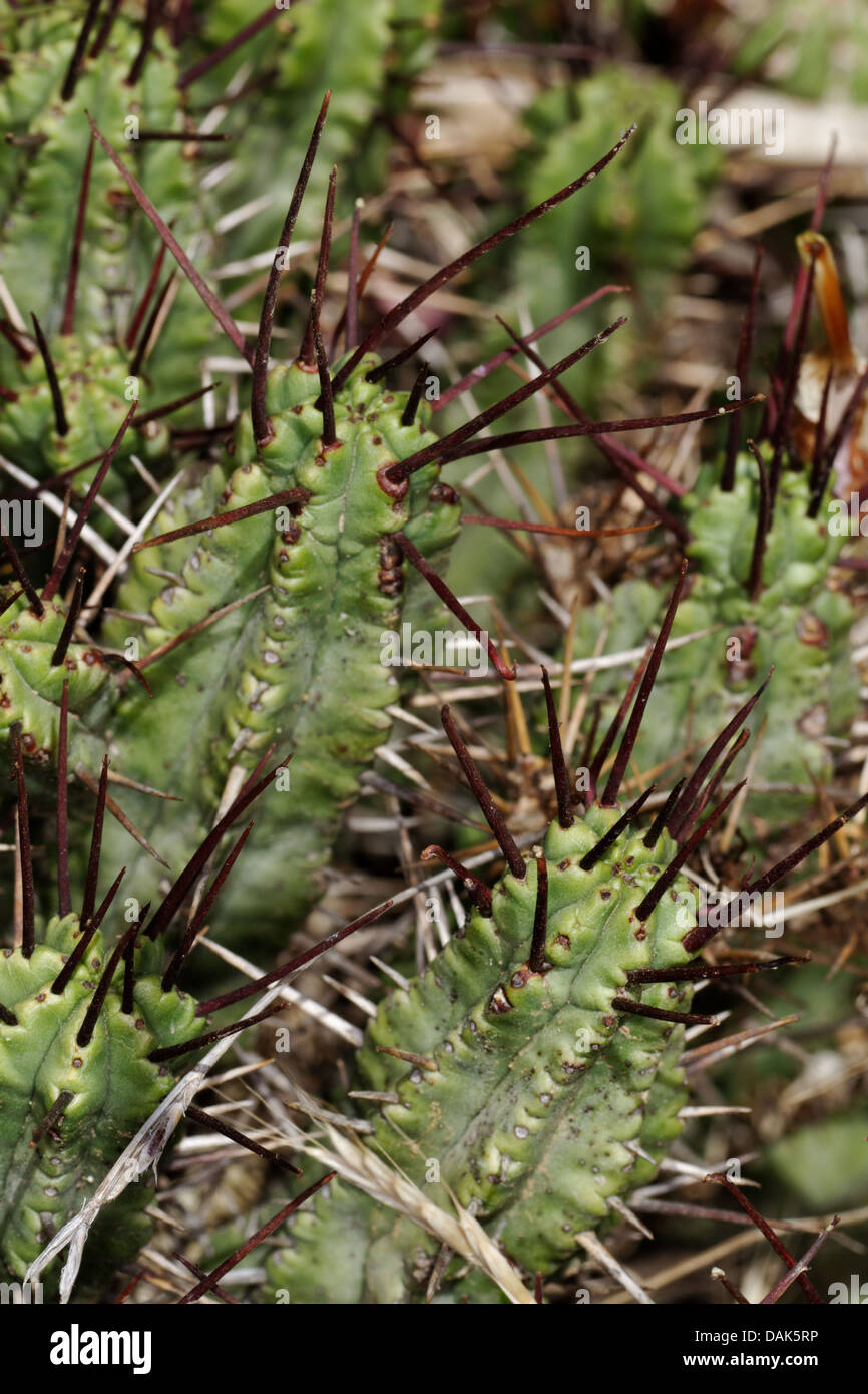 Euphorbia enopla crestata, Cactaceae, Spagna. Foto Stock