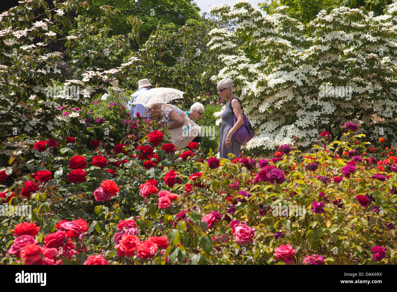 Cornus kousa var. chinensis al giardino RHS Wisley, Surrey, England, Regno Unito Foto Stock