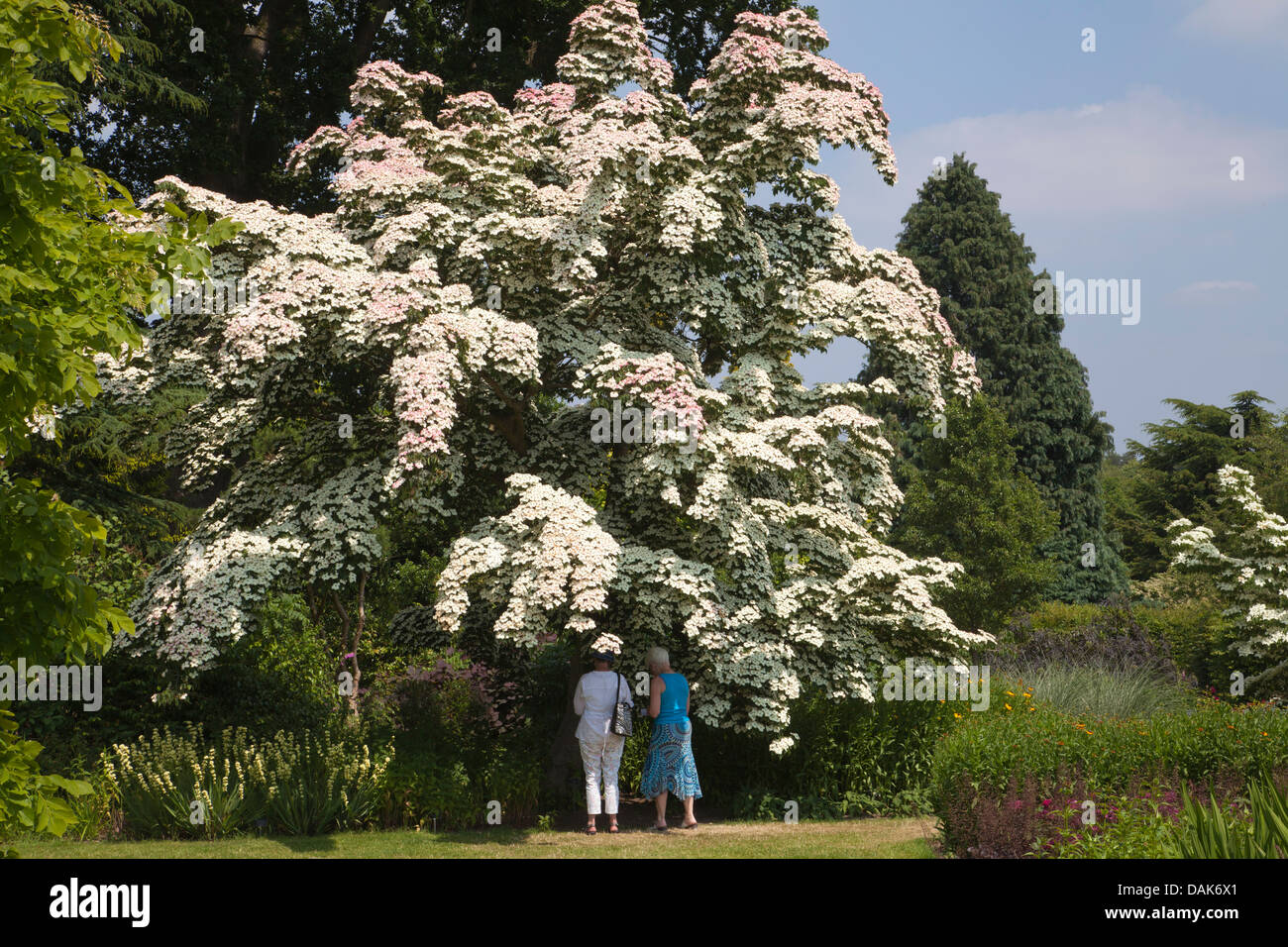 Cornus kousa var. chinensis al giardino RHS Wisley, Surrey, England, Regno Unito Foto Stock