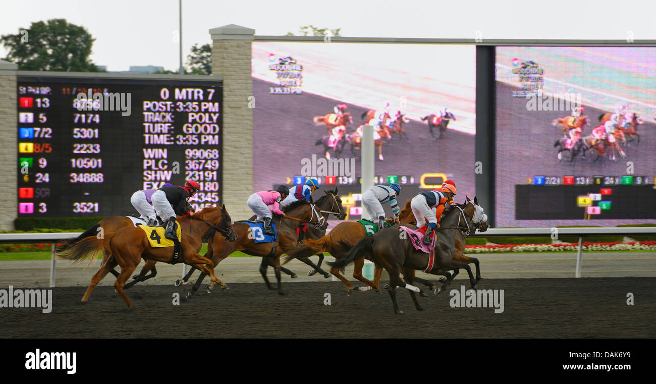 Campo di cavalli al galoppo su poli via in gara 7 la piastra di Queens Woodbine Racetrack Toronto Canada con schermo di grandi dimensioni in live view Foto Stock