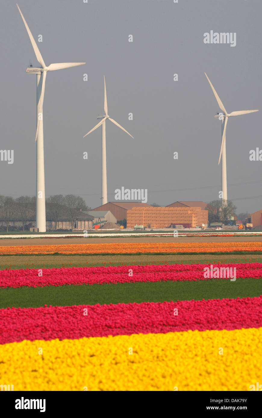 Fioritura di campi di tulipani di fronte delle centrali eoliche, Paesi Bassi Foto Stock