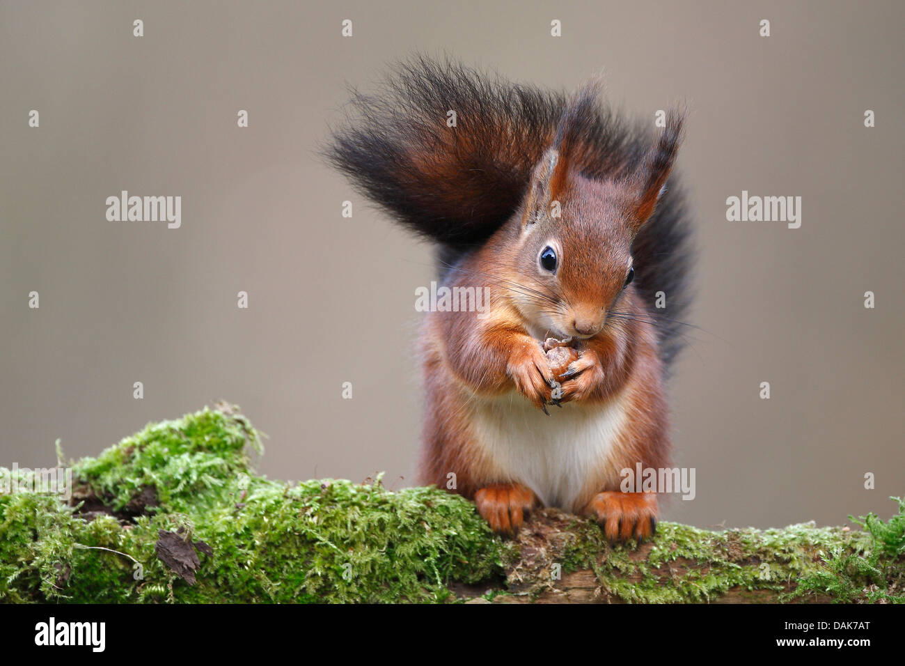 Unione scoiattolo rosso, Eurasian red scoiattolo (Sciurus vulgaris), seduto su un ramo di muschio alimentando una nocciola, Belgio Foto Stock