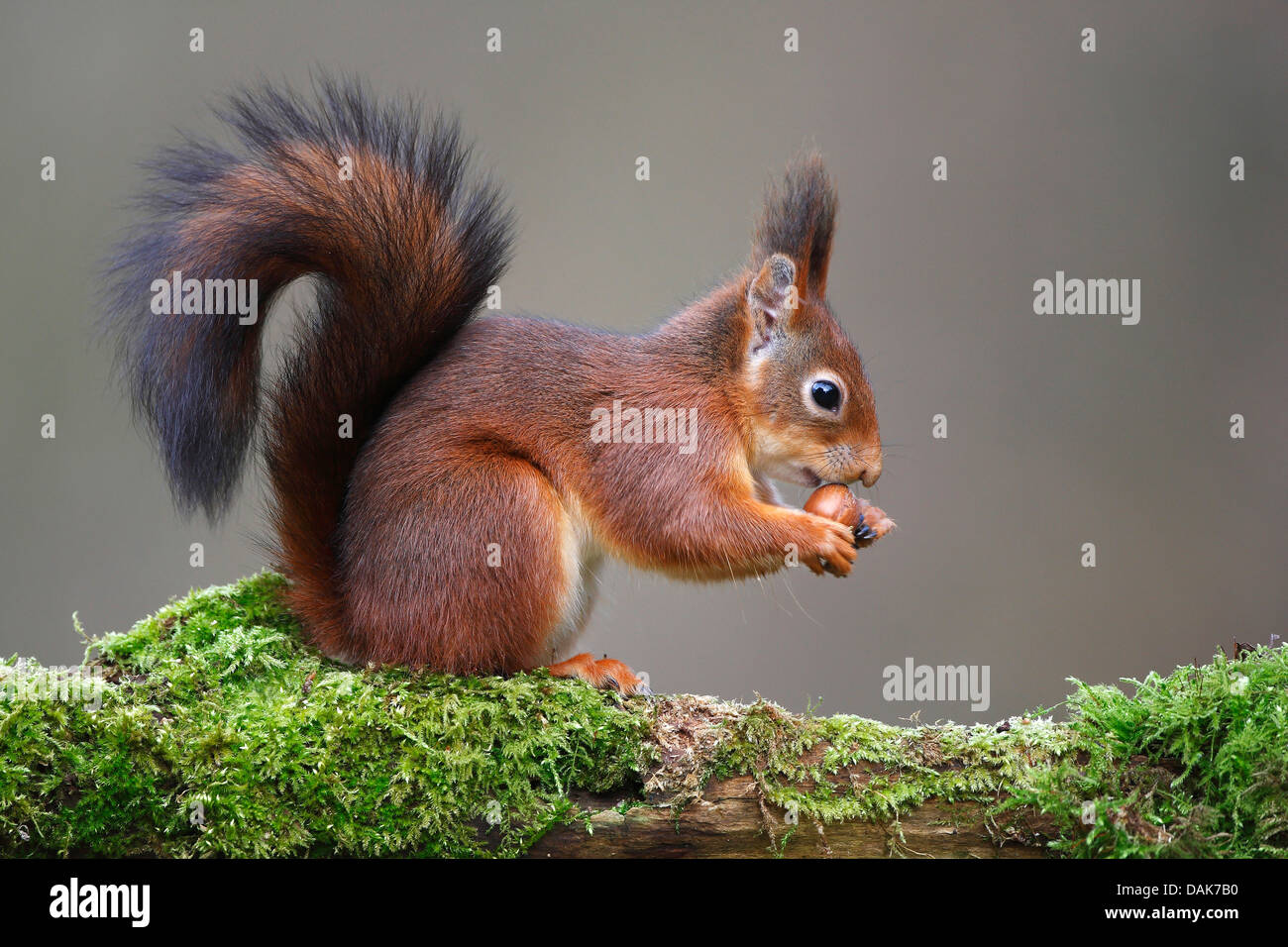 Unione scoiattolo rosso, Eurasian red scoiattolo (Sciurus vulgaris), seduto su un ramo di muschio alimentando una nocciola, Belgio Foto Stock