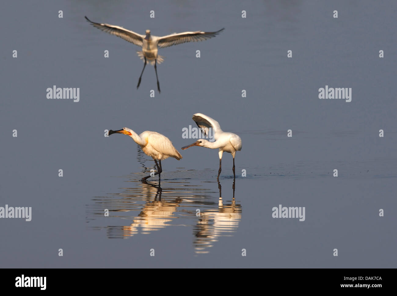 White spatola (Platalea leucorodia), tre spatole a tratto di acqua, Paesi Bassi Foto Stock