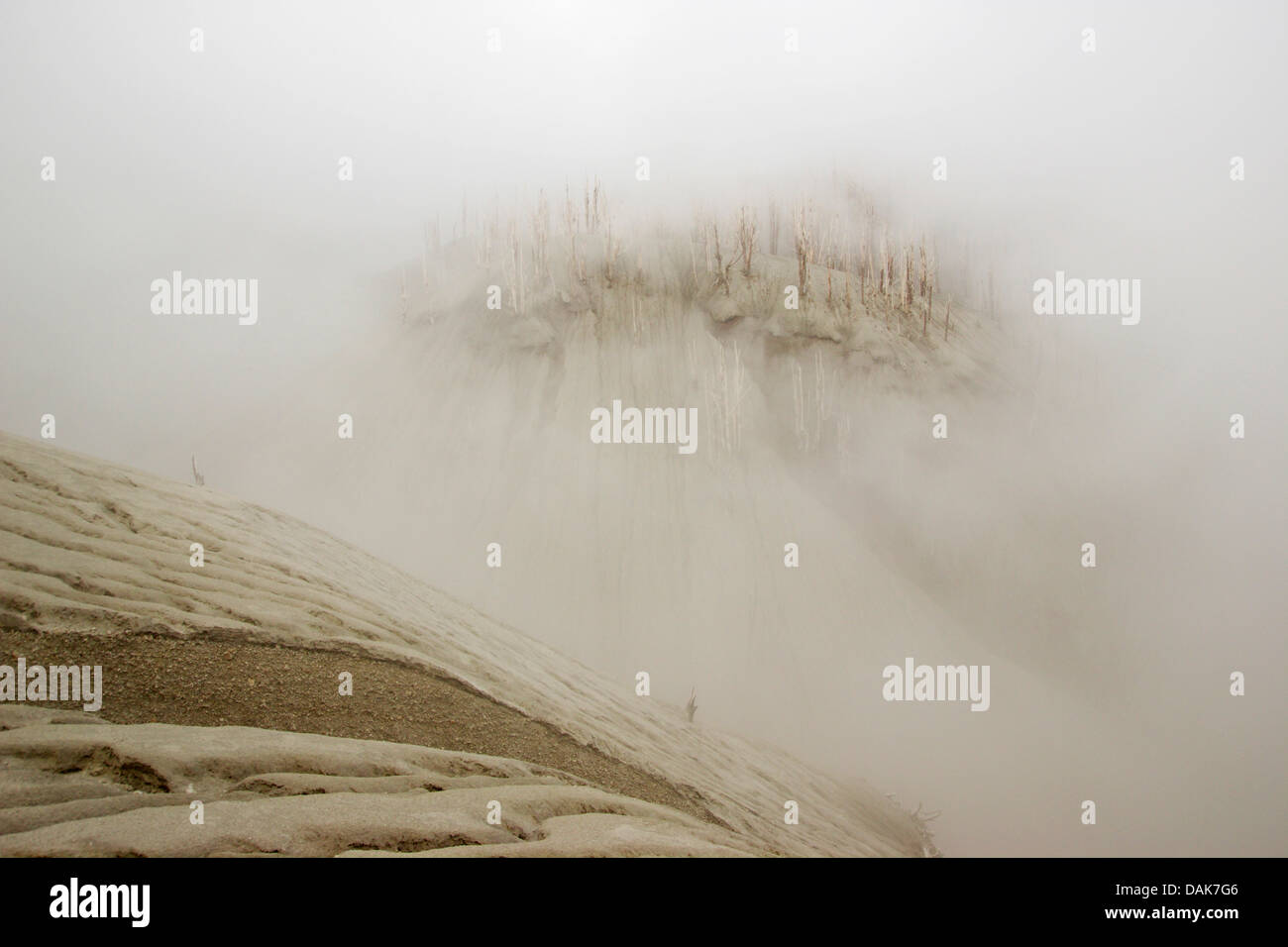 Gli alberi morti dopo l eruzione vulcanica 2011, Cordon Caulle in Puyehue, Cile, Patagonia Foto Stock