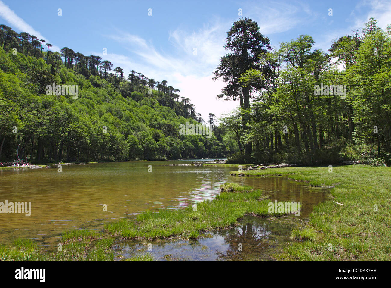 Pino cileno (Araucaria araucana), Laguna Huerquenes con Chlilean pini, Cile, Patagonia, Huerquenes Parco Nazionale Foto Stock