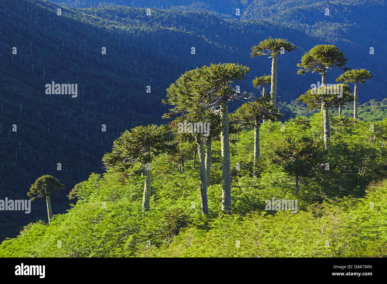 Pino cileno (Araucaria araucana), cileno di pini nella Sierra Nevada nella luce del mattino, Cile, Patagonia, Ande, Conguillio Parco Nazionale Foto Stock